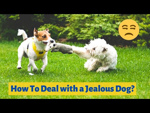 Signs of a Jealous Dog and How to deal with it?