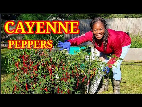 GARDEN HARVEST CAYENNE PEPPERS 🌶 ZONE 9B LOUISIANA