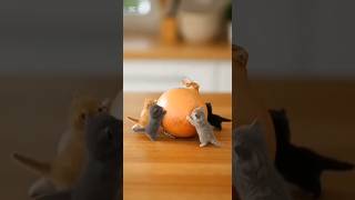 カレーを協力して作る小さい猫