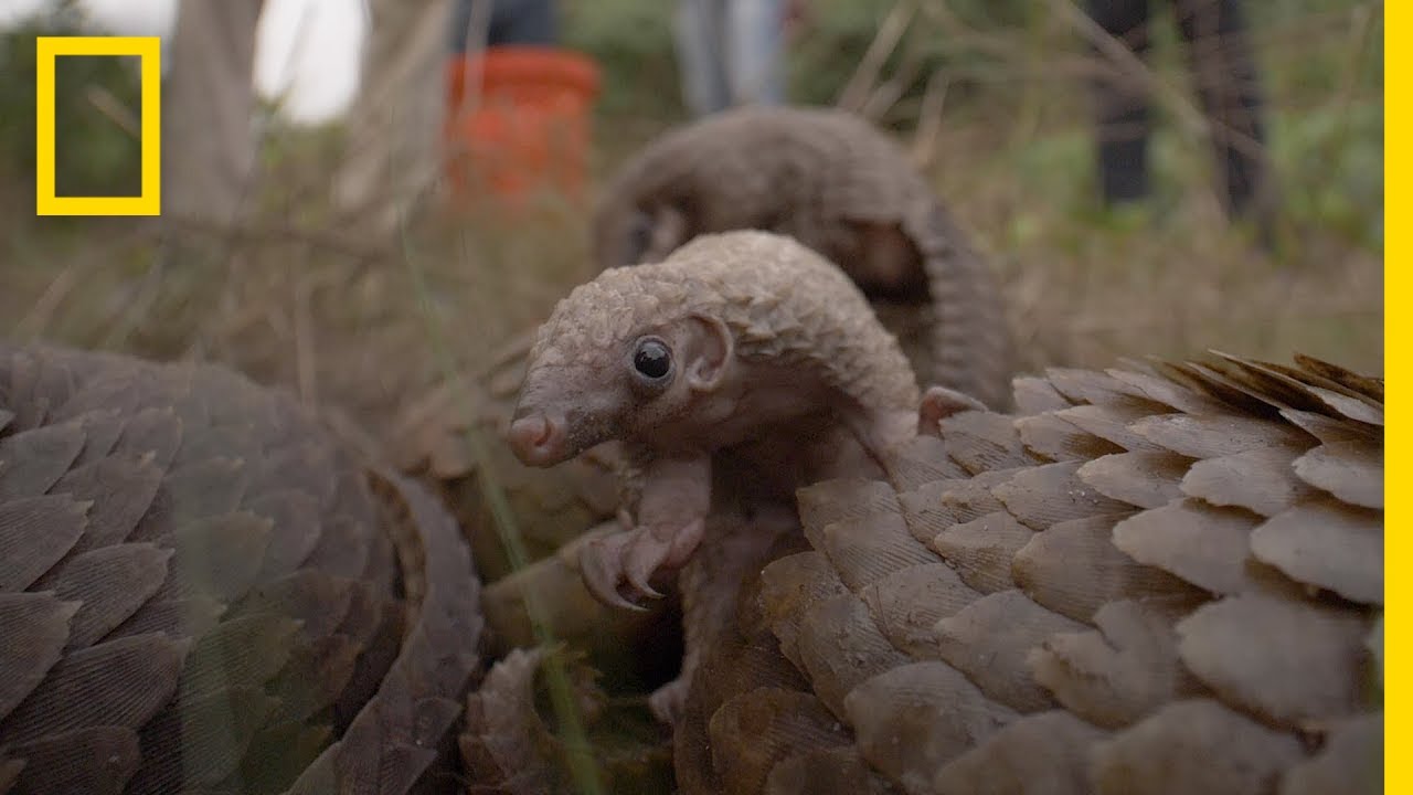 Inside the Illegal Pangolin Trade