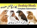 Bengalese Society Finch Breeding Tips Bengalese Society Finch Male Female Society Finch Singing