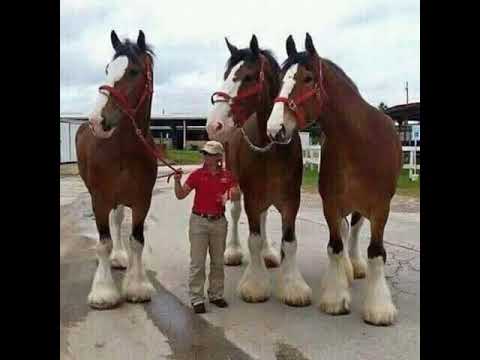 Ajoyib Otlar 3-qism like bosib obuna BULING qungiroqchani bosib quying👍#AjoyibOtlar @AjoyibOtlar