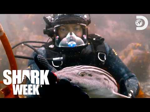 Capture d'écran du flux en direct de la chaîne de télévision Discovery