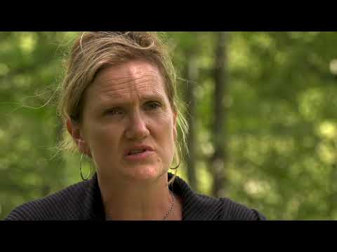 Marijuana and CBD: The Inside Story