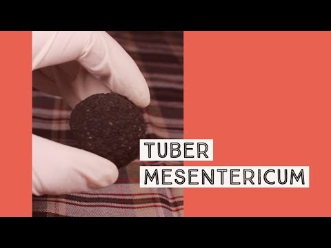 , title : 'Tuber mesentericum - (Bagnoli black Truffle) - Μεσεντερική τρούφα'