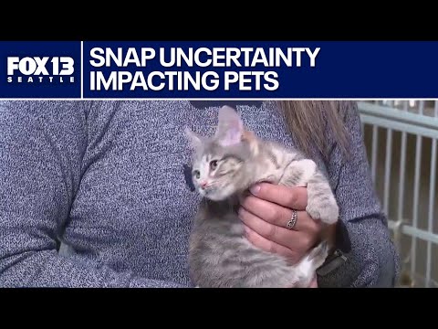 SNAP benefits and impact on pet food in WA