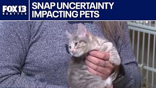 Download lagu SNAP benefits and impact on pet food in WA mp3