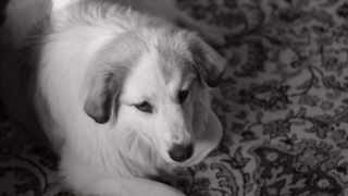 It's a Dog's Life - Allen DeCamp