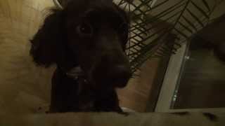 preview picture of video 'Krabipulgad - meie koera lemmikud...'