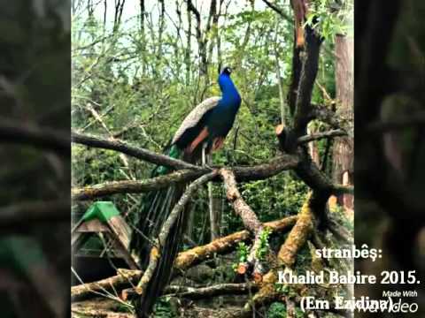 Ezidi Musik 1 {Khalid Babire}