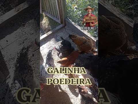 Galinha poedeira! #roça #sitio #galinha #coisasdanatureza #sapucaiadosul #riograndedosul