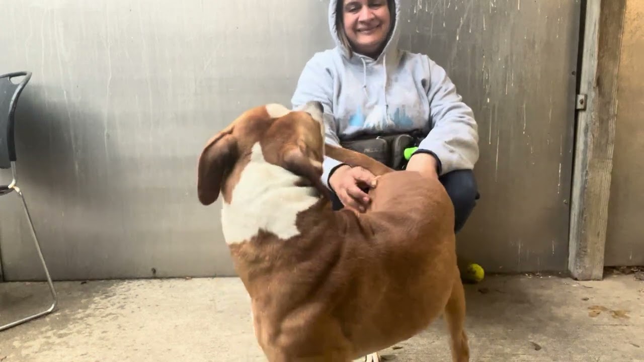 Enlarge Anders, a ADOPTABLE Pit Bull Terrier in Chicago, IL video 5/5