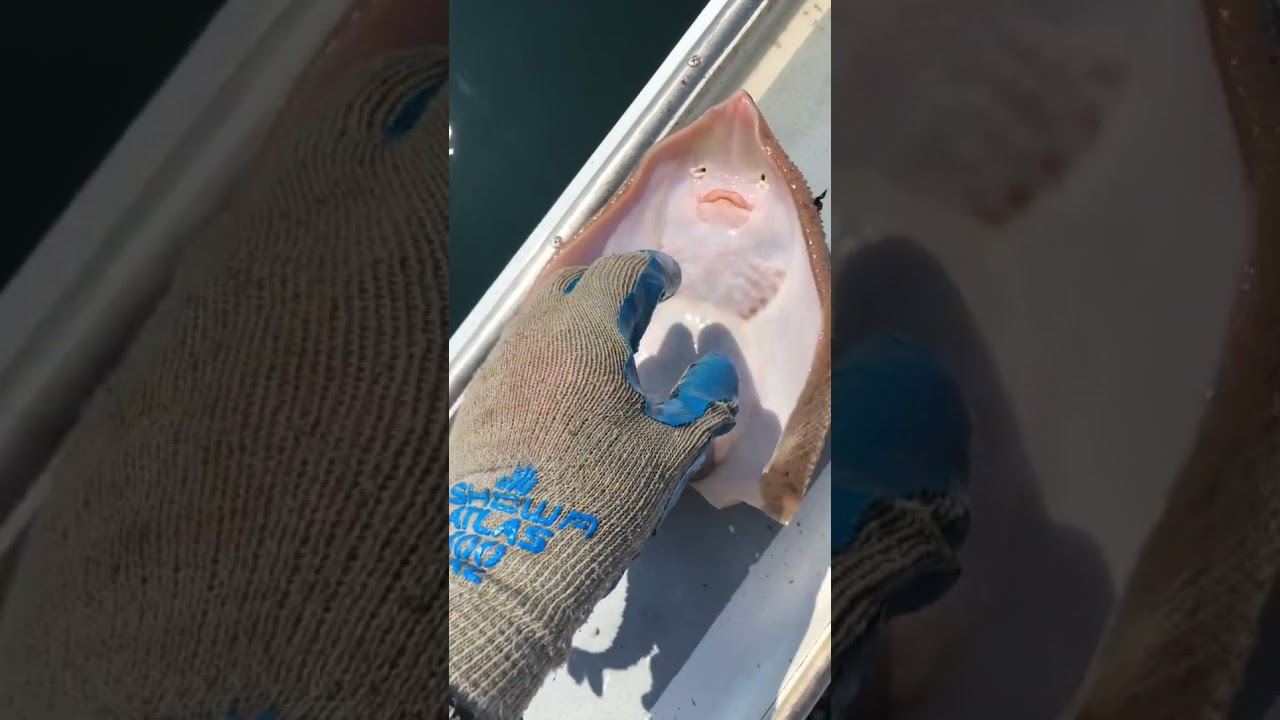 Nothing To See Here... Just Tickling A Fish! lol