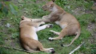 preview picture of video 'Lions at Ree Park Djursland july 2013'
