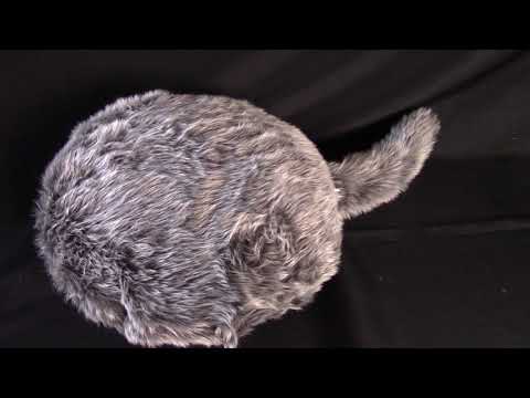 Qoobo Review Video 4