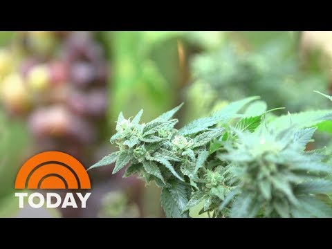 How Will Legalizing Recreational Marijuana In California Affect The Wine Industry?