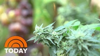 Editor's Corner: Marijuana promises mostly unkept