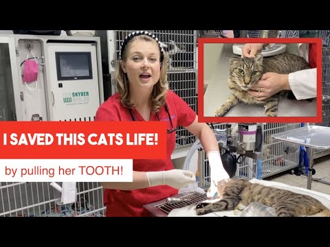 I SAVED THIS CATS LIFE by pulling her tooth!