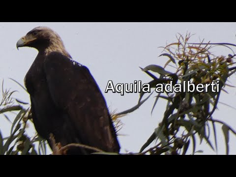 Águia-imperial-ibérica | Spanish Imperial Eagle (Aquila adalberti) - Castelo Branco, março 2023