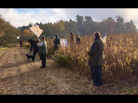 Driven Pheasant Shooting - Beaters Day