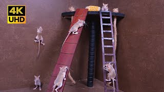 4K Cat TV Adventure Game: Mice Scale, Dash & Explore in Search of Snacks for Cats to Watch