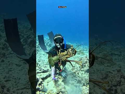 How We Catch Hawaiian Lobster! #fishing #spearfishing