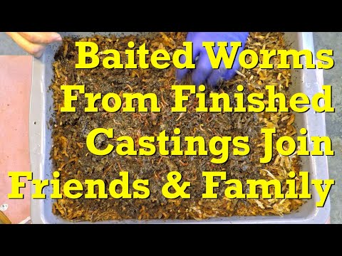 Stragglers & babies in bait box reunited with worms in 41-day bin - vermicompost