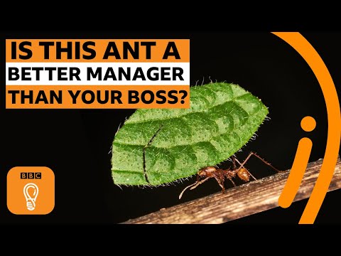 螞蟻可以教給我們管理的5件事｜BBC創意頻道
