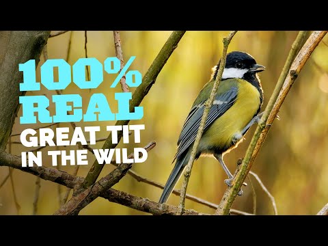 100% Real Birds - Stunning Wild Great Tit (Parus major)