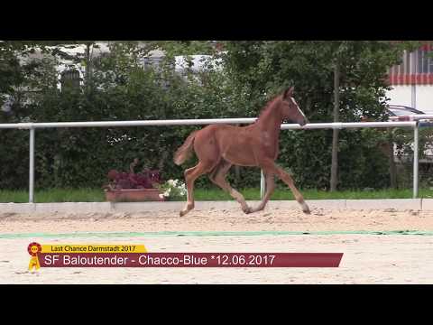 SF v. Baloutender / Chacco-Blue