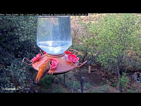 Male Rufous Hummingbird Commandeers The Feeder In West Texas – July 15, 2022