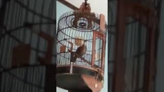 Download lagu Burung murah suara mewah..rowo rowo / poksay rawa gacor pool durasi 2 jam ha mau berenti.. mp3 Download lagu Burung murah suara mewah..rowo rowo / poksay rawa gacor pool durasi 2 jam ha mau berenti.. mp3