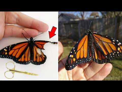 Con cirugía repara las alas de esta mariposa monarca, y ahora puede volar ¡Increíble! Video