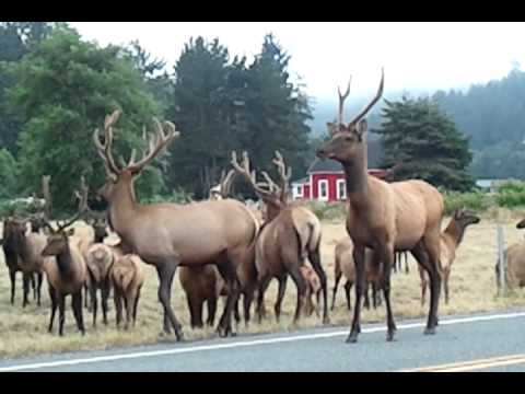 elk crossing 080111
