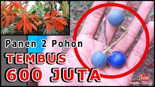 Download lagu Bikin Shock, Panen 2 Pohon Tembus 600 JUTA (Pohon Uang Beneran Ada Cuy..$$$) mp3