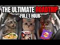Cat Memes Roadtrip Compilation Full 1 Hour