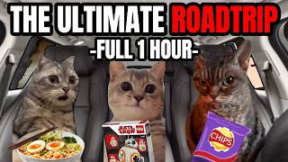 Download lagu Cat Memes Roadtrip Compilation Full 1 Hour mp3