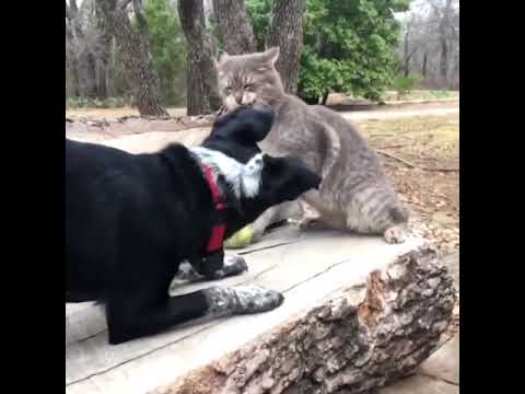 Dog VS Cat Fight   Cat and Dog Funny Fight Compilation   Try Not To Laugh Challenge