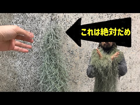 園芸 疑わしいオーニソガラス