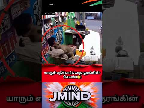 Monkey Suddenly Hugs Shopkeeper in Odisha ❤️ | Heartwarming CCTV Footage #monkey