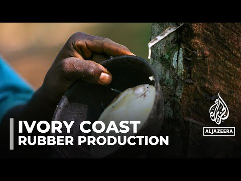 Ivory Coast cocoa industry: Farmers turning to rubber production