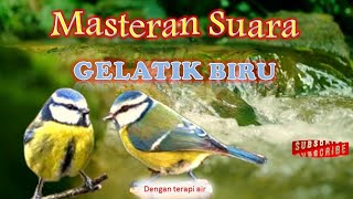 Download lagu Masteran Suara Gelatik Biru - Terapi air untuk burung macet | #kicaumania #kicau  #burungkicau mp3