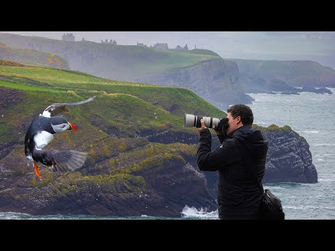 Scotland Bird Photography: From Rivers To Cliffs ( I Was NOT Expecting This!)