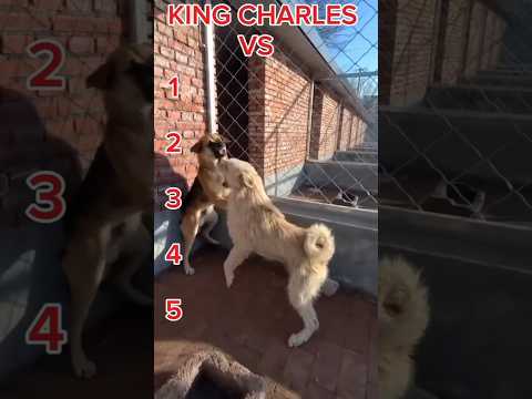 Top 5 Best King Charles Aura Moments: Changmao the Alpha Dog’s Silent Authority Shocks Shelter! 🐶✨