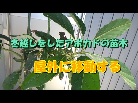 アボカドの木は霜を恐れますか?この植物を冬に適切に保つにはどうすればよいですか？寒さから守る4つのポイント  庭園
