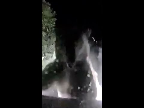 Dash cam shows bear charge car on dark Japanese road