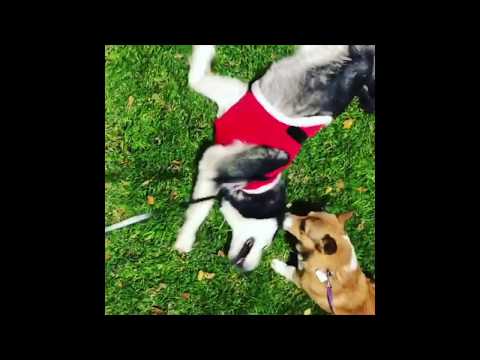 Husky Accidentally Hurts Small Dog But Says Sorry With Kisses!!