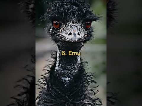 Top 10 Most Dangerous Bird In The World 🤯 #dangerous #birds #shorts