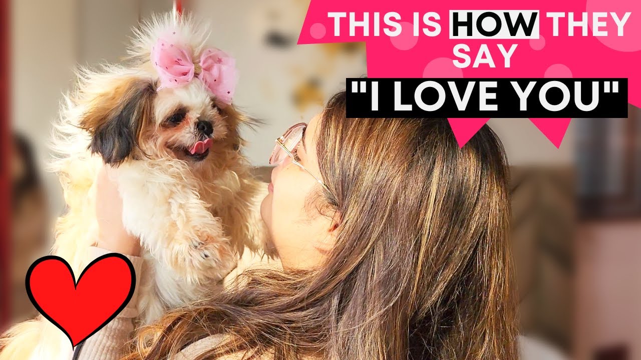 10 Signs that your Shih Tzu Loves you the Most