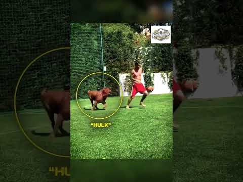 Lamine Yamal e os filhotes novos, olha a semelhança com o Neymar 🤯